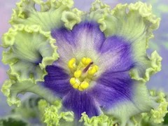 Фото Фиалка С-Глубины Вдохновения (879-16)