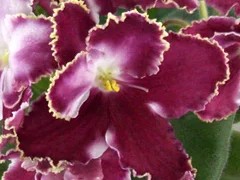 Фото сорта Невские Огни