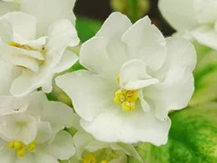 Фото Фиалка Ф-Чай с Жасмином