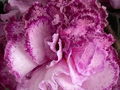 Фото Фиалка АВ-Винтажная Брошь (876-98)