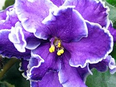 Фото сорта Starry Night Blue