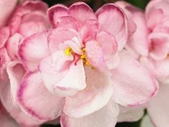 Фото Фиалка Ф-Ангельская Душа (861-7)