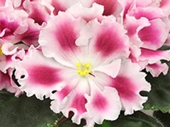 Фото Фиалка АВ-Аморе (846-5)