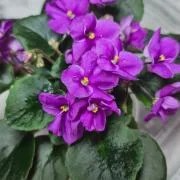 Фото Фиалка ГЕА-Малиновый Каскад