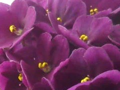 Фото сорта Jolly Jubilee
