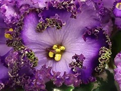 Фото Фиалка АВ-Пенная Вечеринка (862-86)