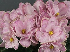 Фото Фиалка АВ-Цветущий Миндаль (777-114)