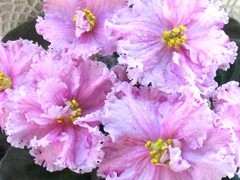 Фото сорта ЕК-Влюбленная Луна