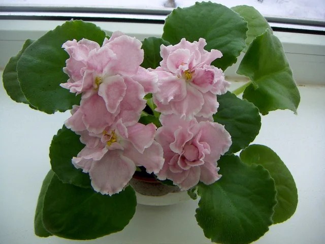 Фото Фиалка Аэлита