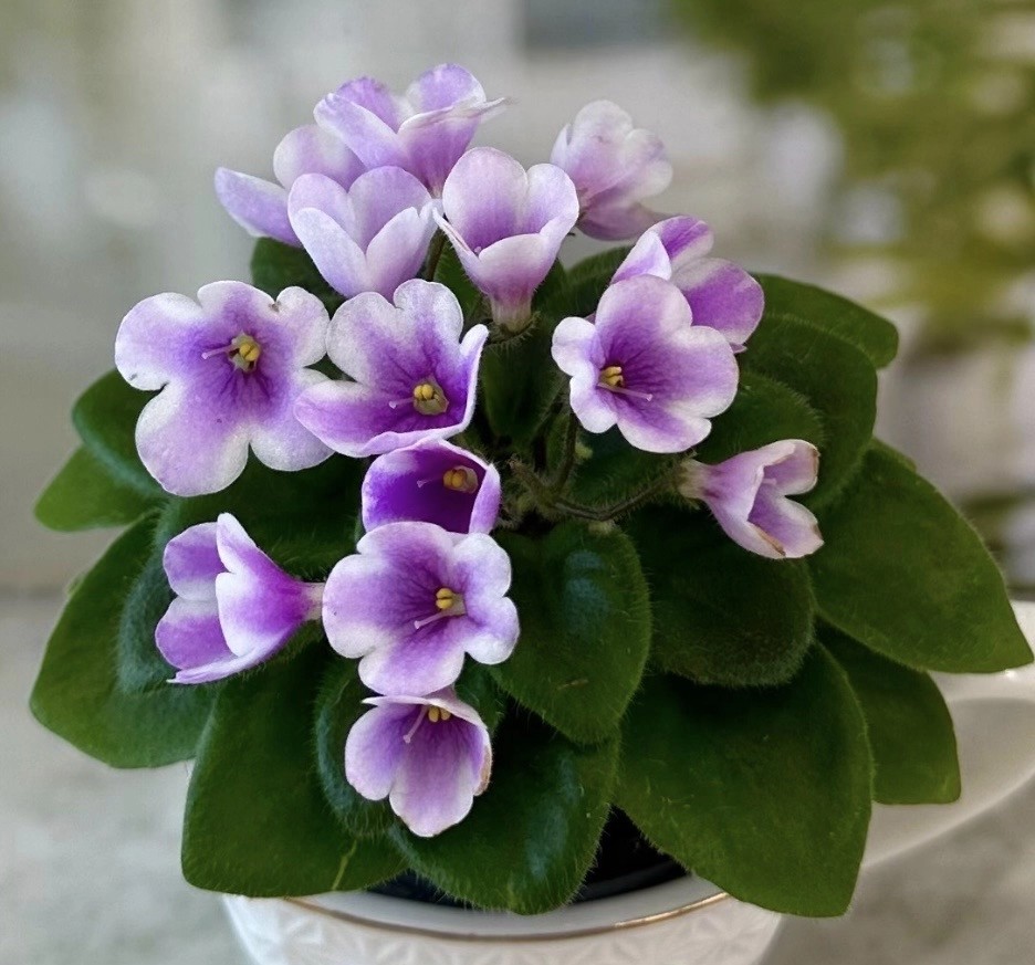 Фото Фиалка ЛаТе-Барби