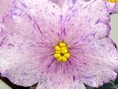 Фото Фиалка С-Июнь (26-8)