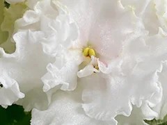Фото Фиалка Ф-Чистое Сердце