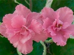 Фото сорта ЛЕ-Людмила