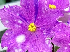 Фото Фиалка С-Снежки (25-73)