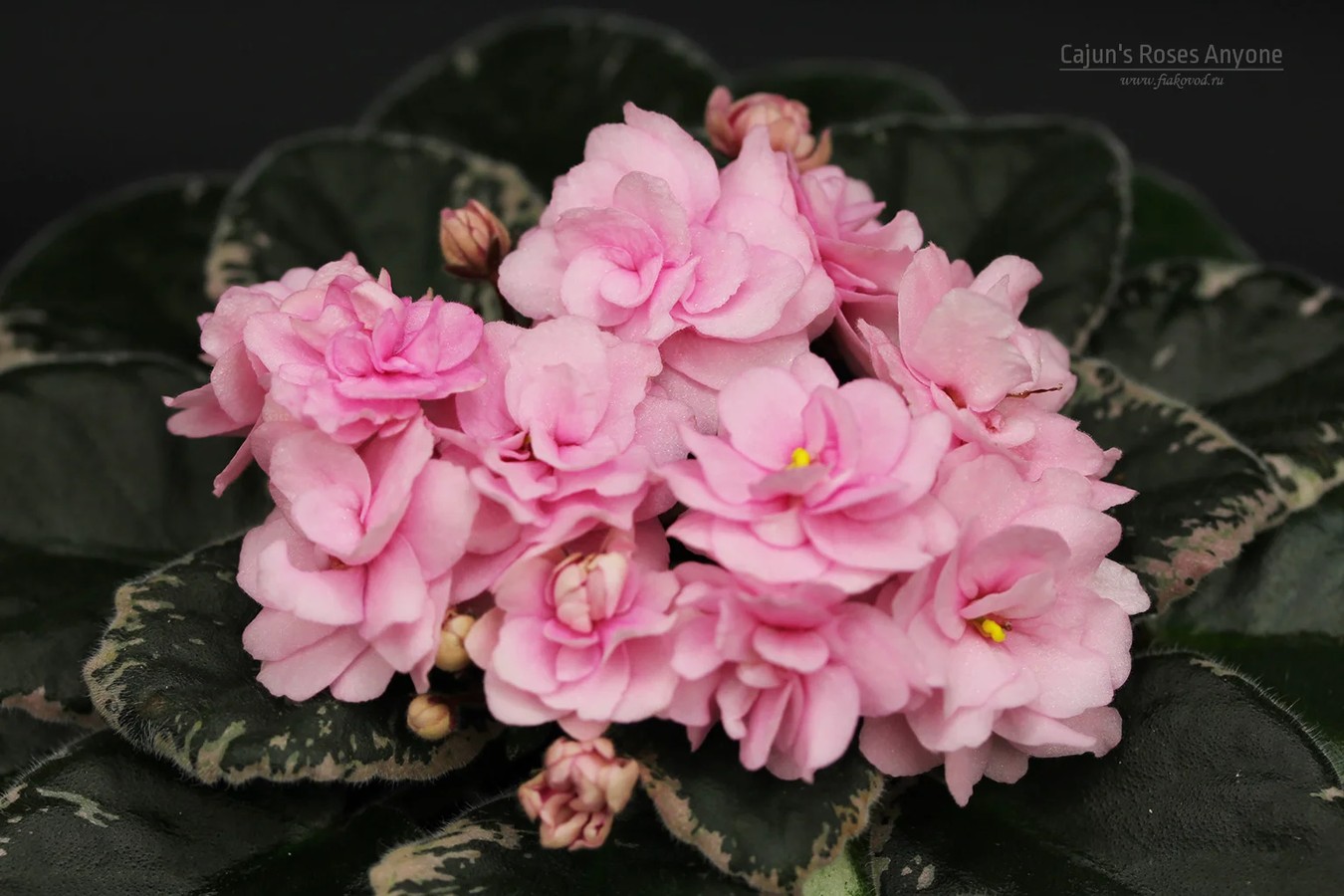 Фото Фиалка Cajun's Roses Anyone