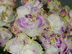 Фото Фиалка АВ-Прованс (786-37)