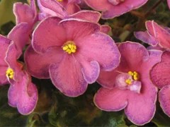 Фото сорта Ma's Melody Girl