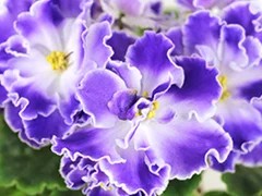 Фото Фиалка АВ-Тенерифе (801-4)