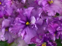 Фото сорта Сиреневое Волнение