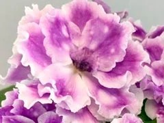 Фото Фиалка НК-Эклектика