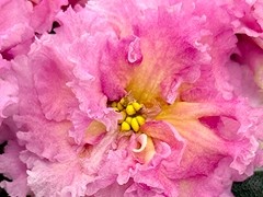 Фото Фиалка АВ-Чай с Медом (880-202)