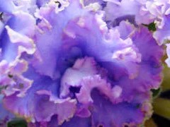 Фото сорта ЕК-Небесная Лазурь (улучшенная)