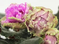 Фото Фиалка Ф-Жениться по Любви (845-117)