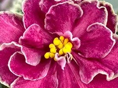 Фото Фиалка АВ-Эмблема Любви (871-70)