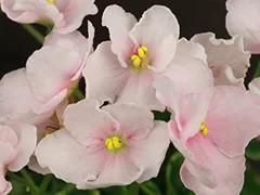 Фото Фиалка Ф-Весенний Денек