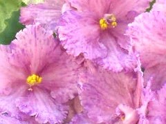 Фото сорта ВаТ-Эквалайзер
