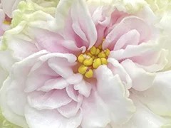 Фото Фиалка АВ-Объект Желания (873-128)