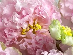 Фото Фиалка АВ-Однажды Летним Утром... (880-17)