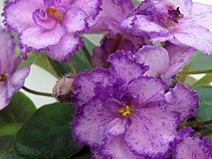 Фото сорта Rob's Hopscotch