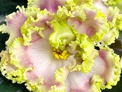 Фото Фиалка С-Деревенские Напевы (26-47)