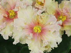 Фото Фиалка АВ-Солнышко (813-145)