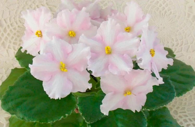 Фото Фиалка Ma's Pink Princess