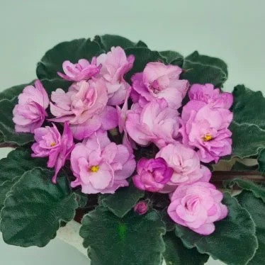 Фото Фиалка Ness' Satin Rose