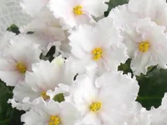 Фото сорта ЕК-Поцелуй Солнца