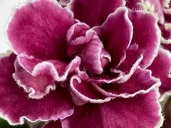 Фото Фиалка АВ-874-313, сеянец