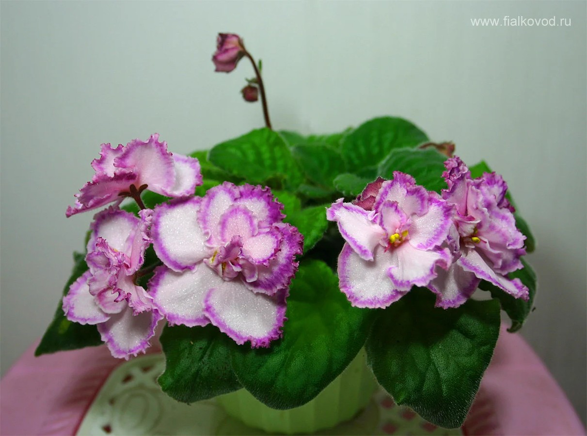 Фото Фиалка Tomorrow's Pink Ice