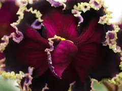 Фото Фиалка АВ-Очи Черные (872-37)