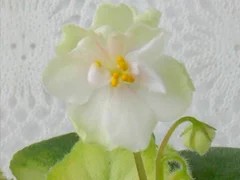 Фото сорта Н-Марта