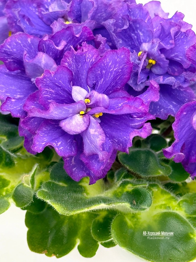 Фото Фиалка АВ-Хороший Мальчик (897-116)