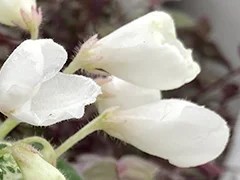 Фото Фиалка АВ-Принцесса с Колокольчиком