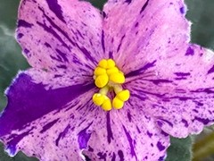 Фото сорта АВ-897-162, сеянец