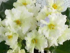 Фото сорта ЛЕ-Мадам Клико