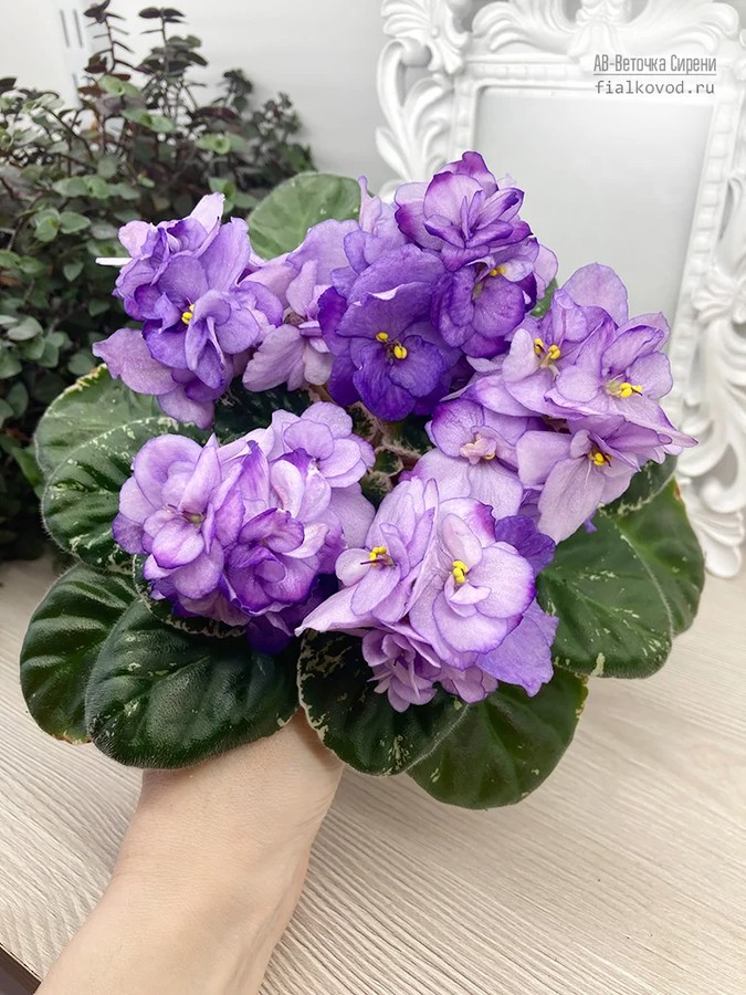 Фото Фиалка АВ-Веточка Сирени (866-37)
