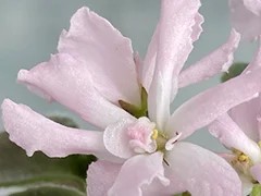 Фото Фиалка Ф-Мимолетное Виденье (870-194)