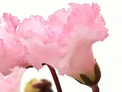 Фото Фиалка Ф-Соловей