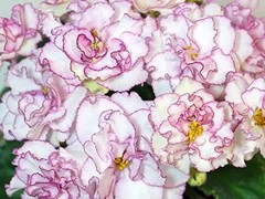 Фото Фиалка АВ-Наташа Ростова (761-44)